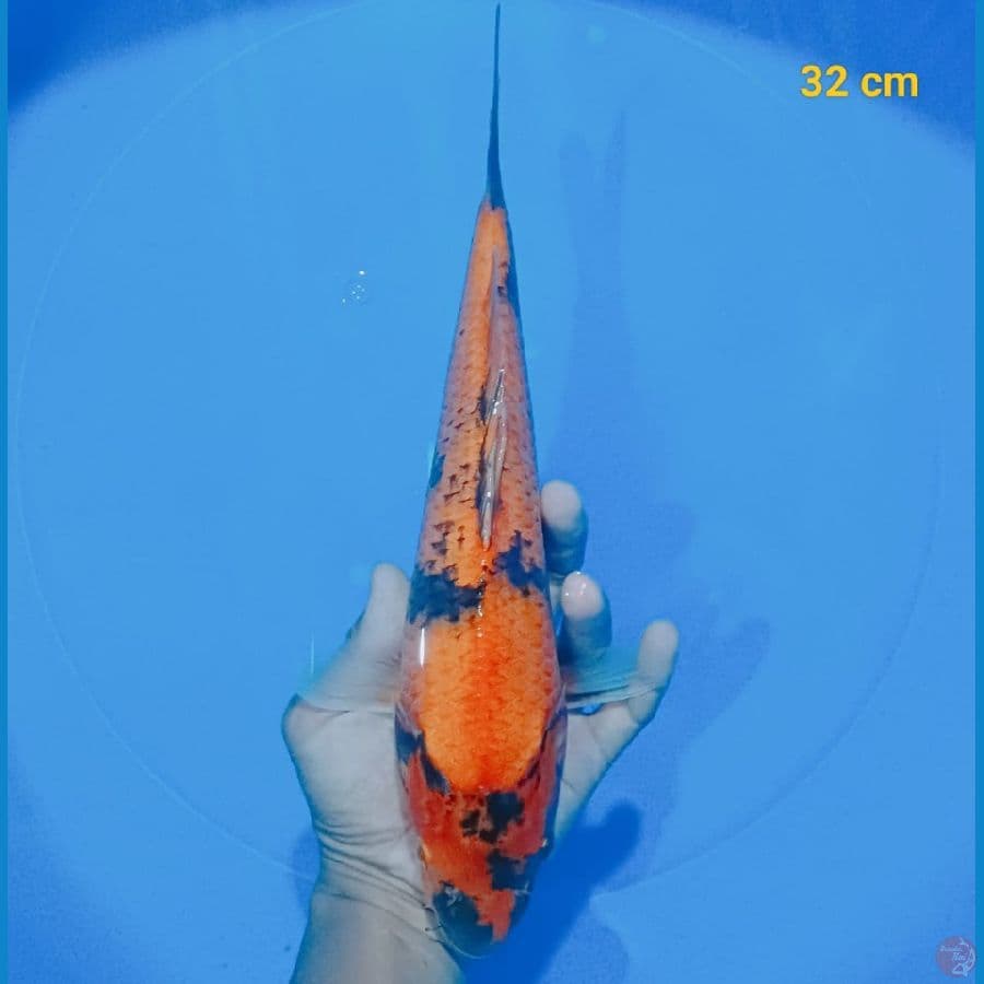 HI UTSURI 32 cm