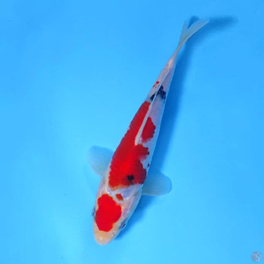 M17CM MARUTEN SANKE SKIN HALUS