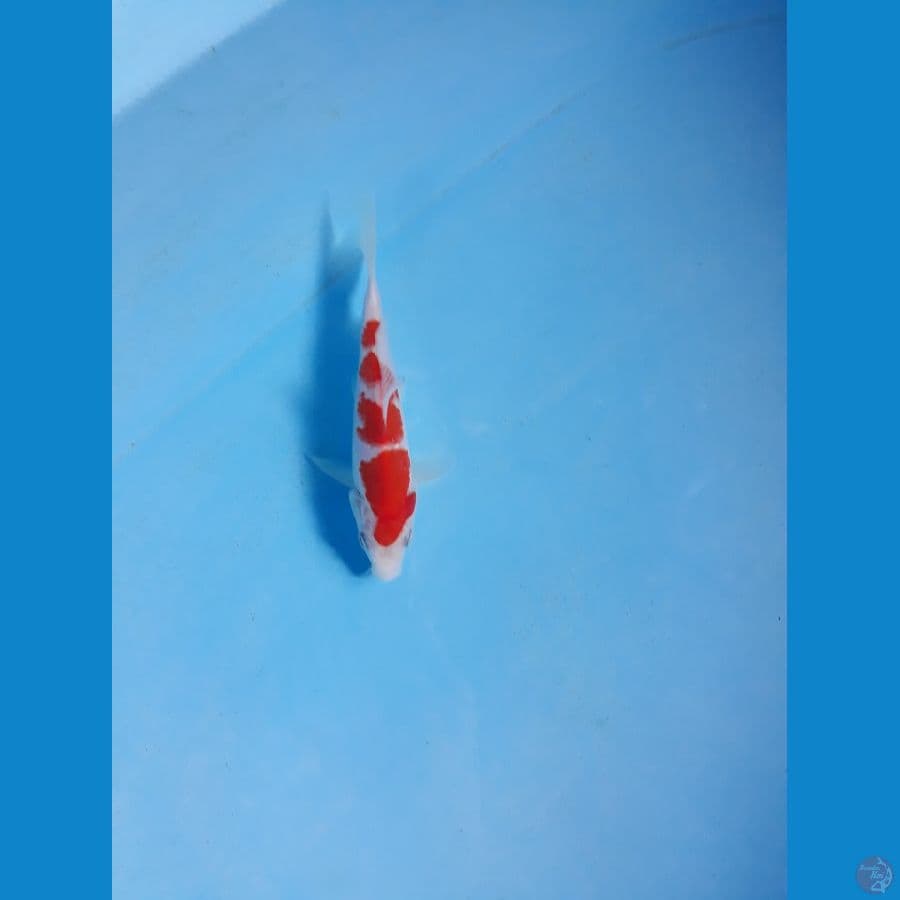SQ 14cm