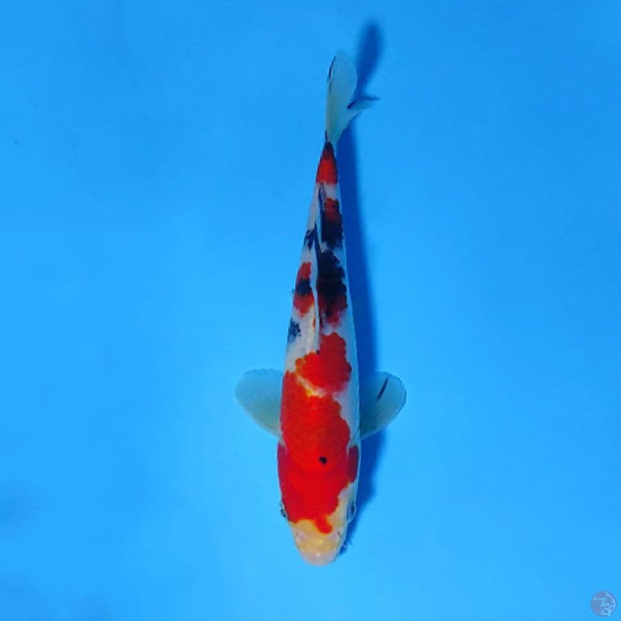 F20CM SANKE GOOD SKIN