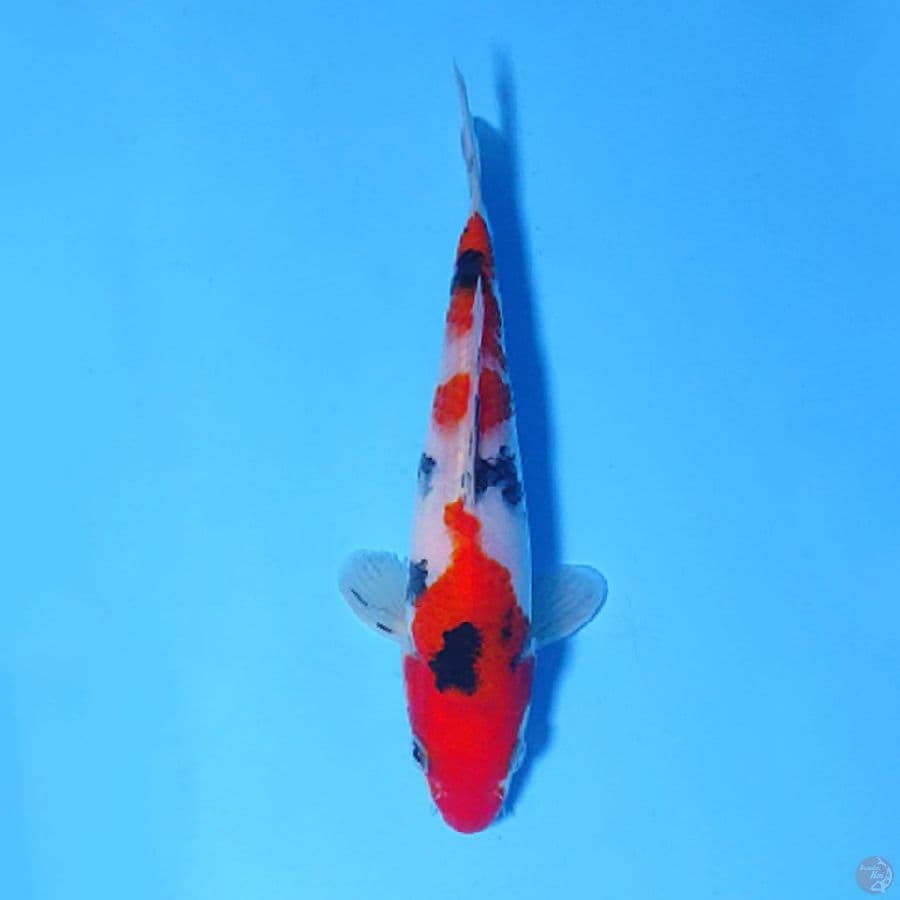 M17CM RED SANKE