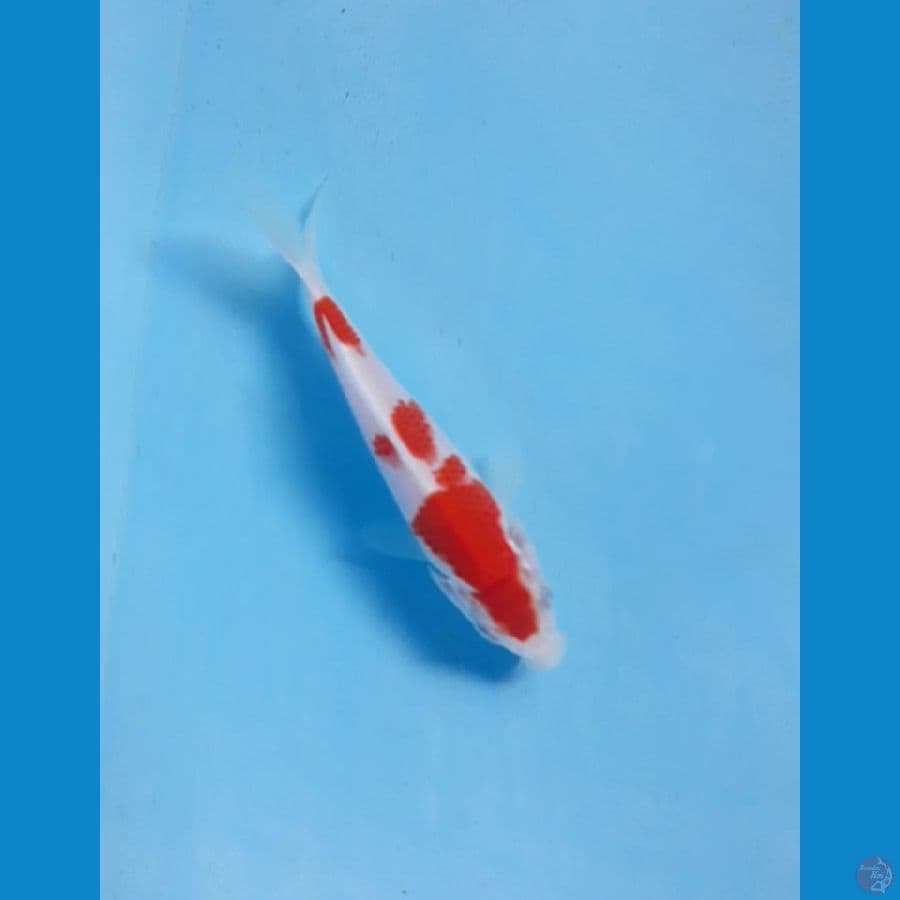 14cm sisik