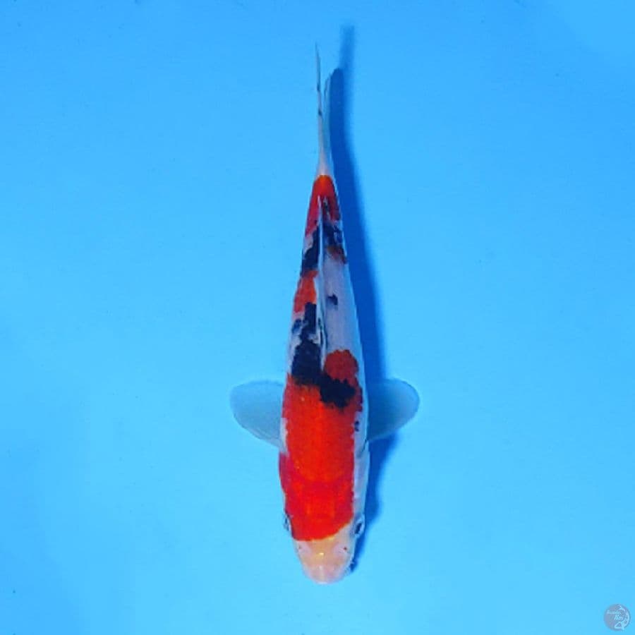 F16CM BABY SANKE