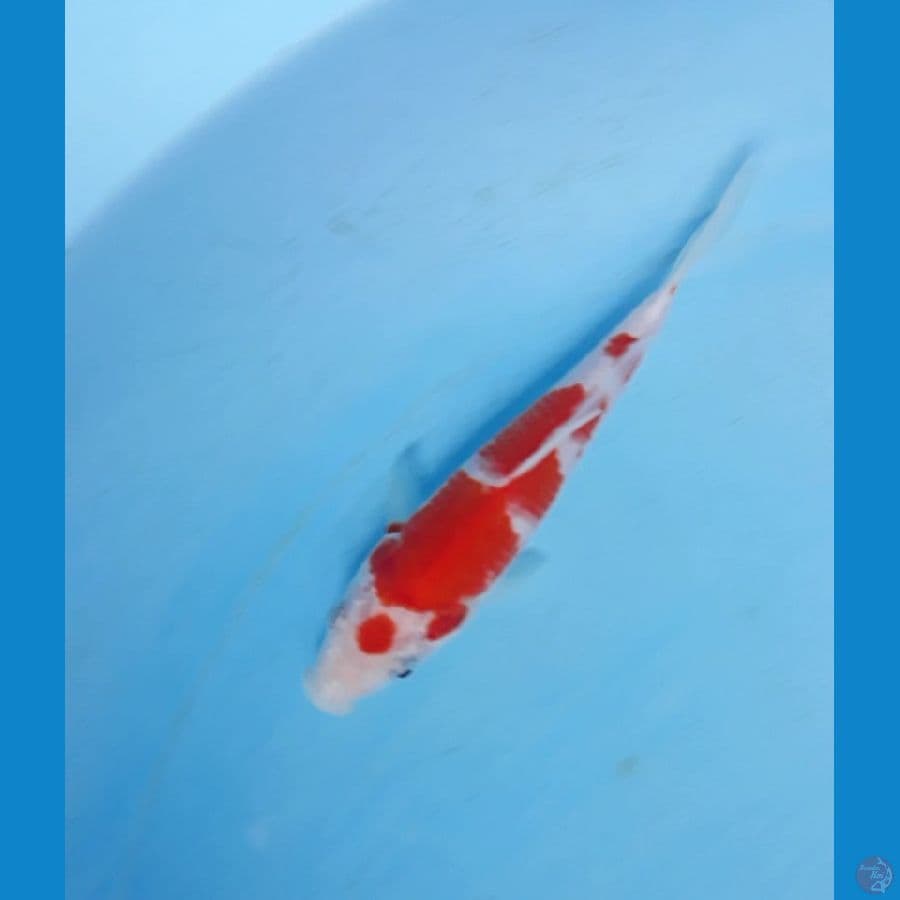15cm sisik