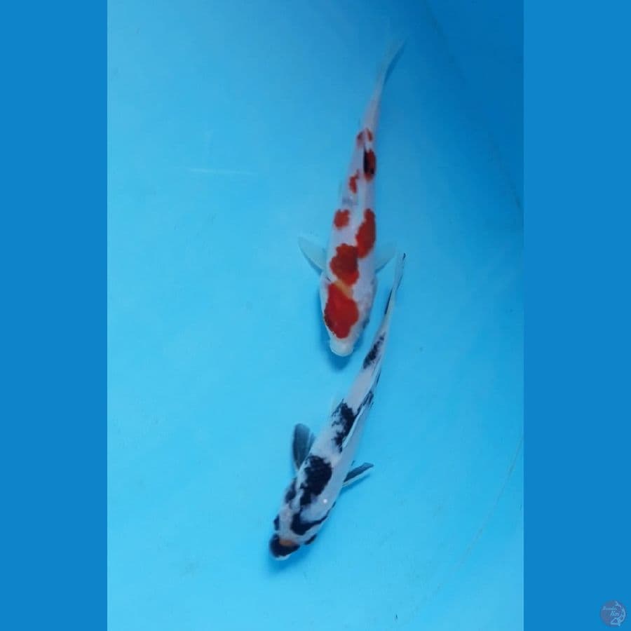 15cm sisik