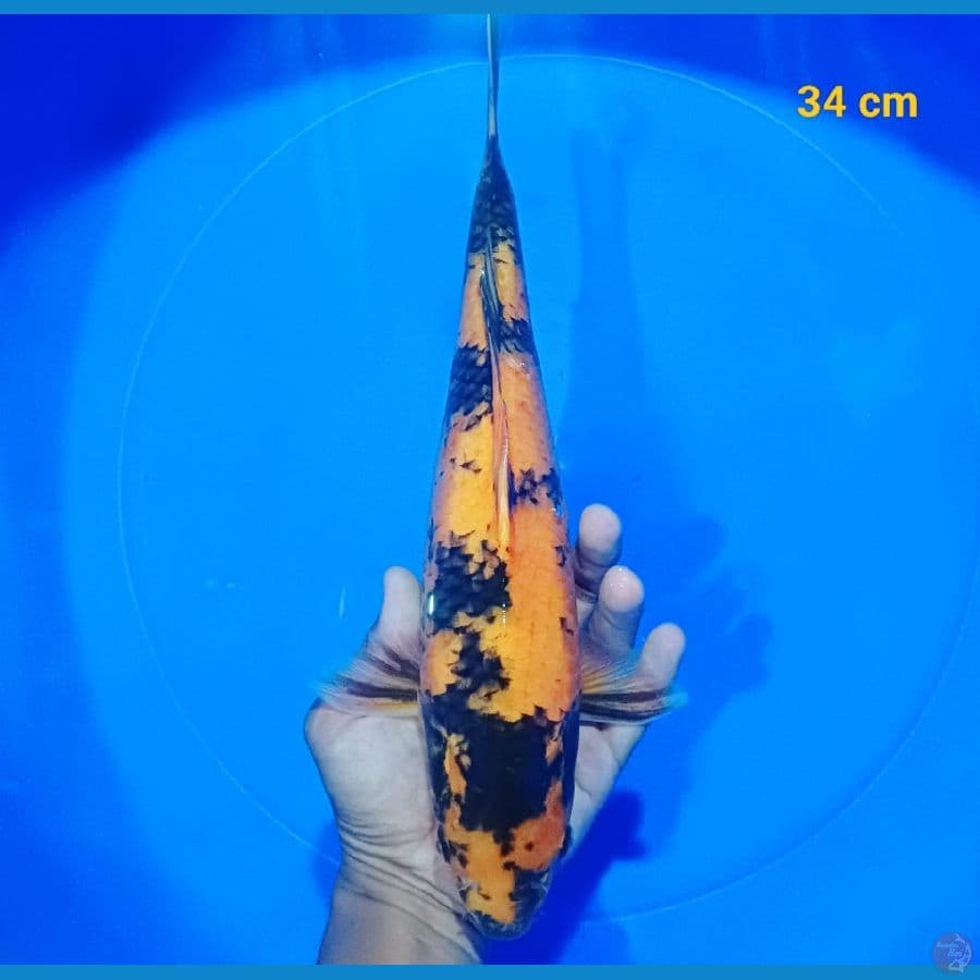 HI UTSURI 34 CM