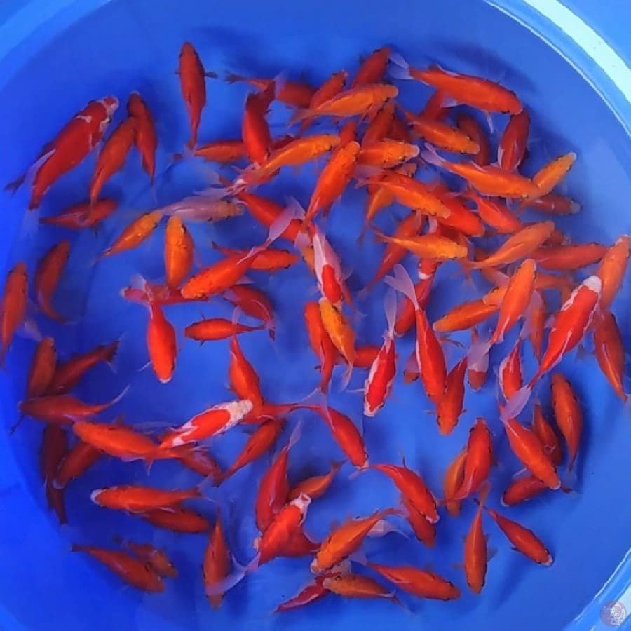 TAMASABA 106 EKOR 6-12 CM