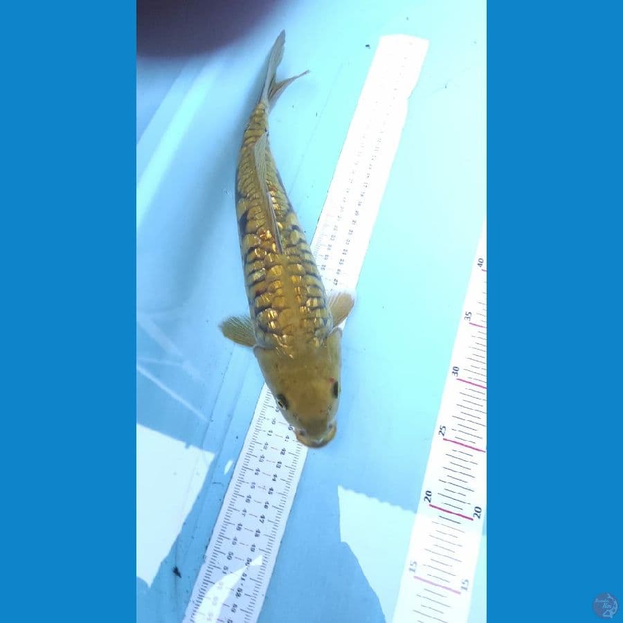 m8dori aragoke punuk 35cm