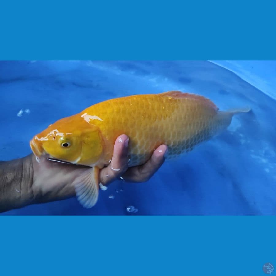 karasi lemon 37cm punuk grandong