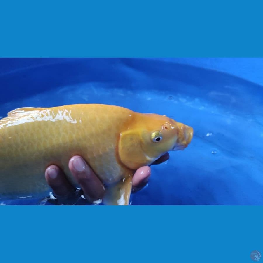 karaai 35cm berpunuk
