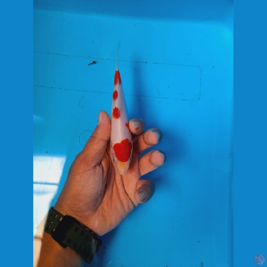 kohaku 15 cm
