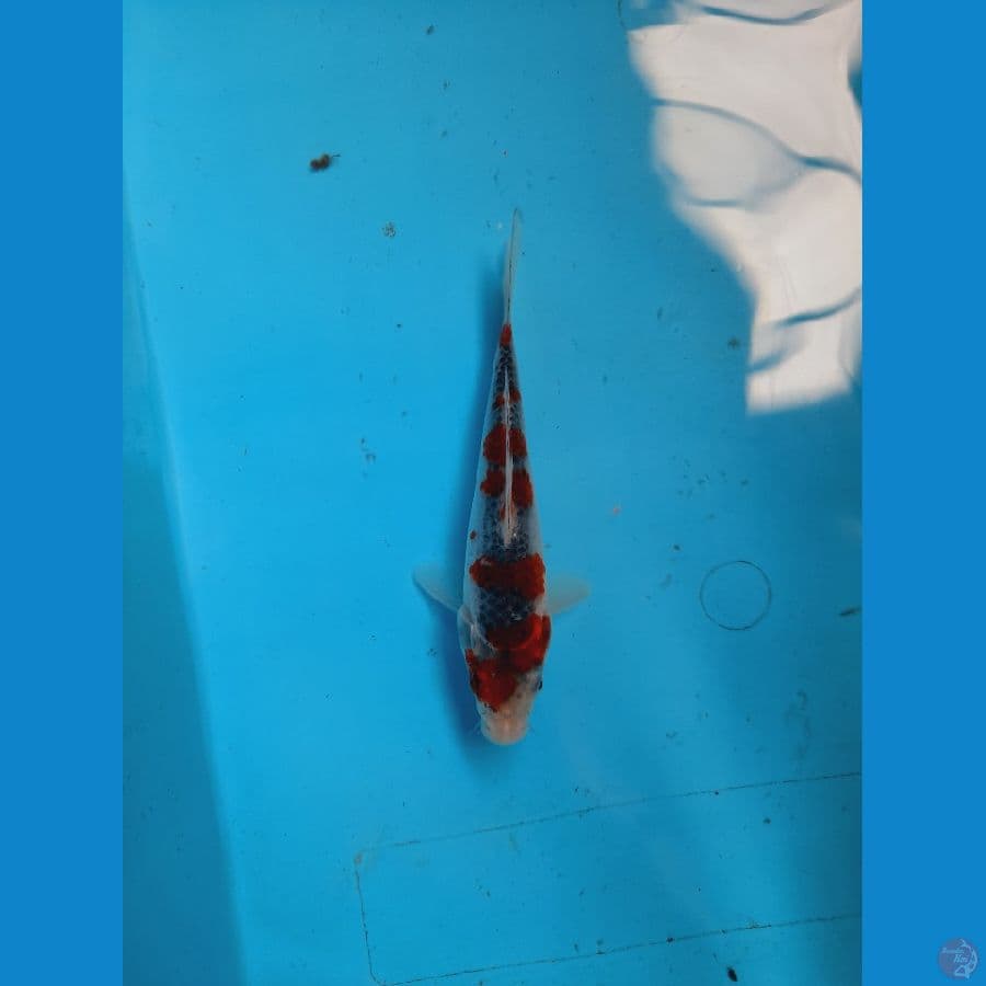 goshiki 15 cm