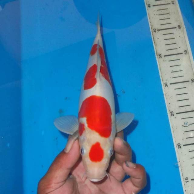 MARUTIN KOHAKU ALUS