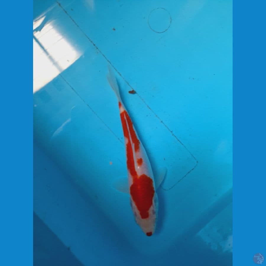 KOHAKU STRONG 16 CM