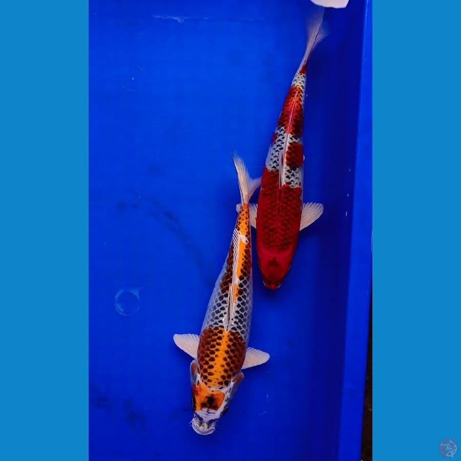 2 kujaku