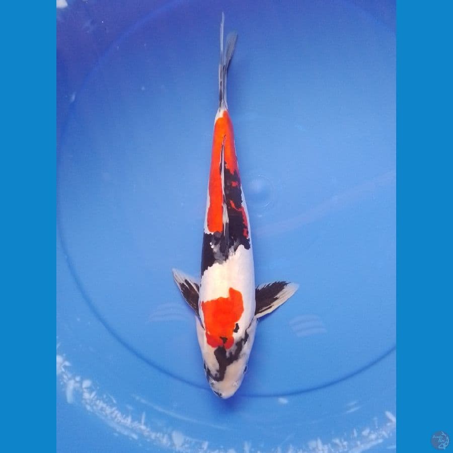 showa doit 36cm/male