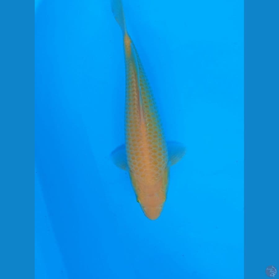 KARASI CORN 31CM MALE
