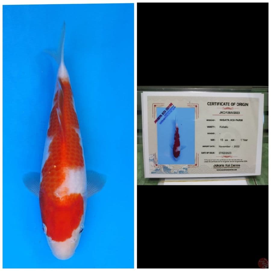 Nigata Kohaku
