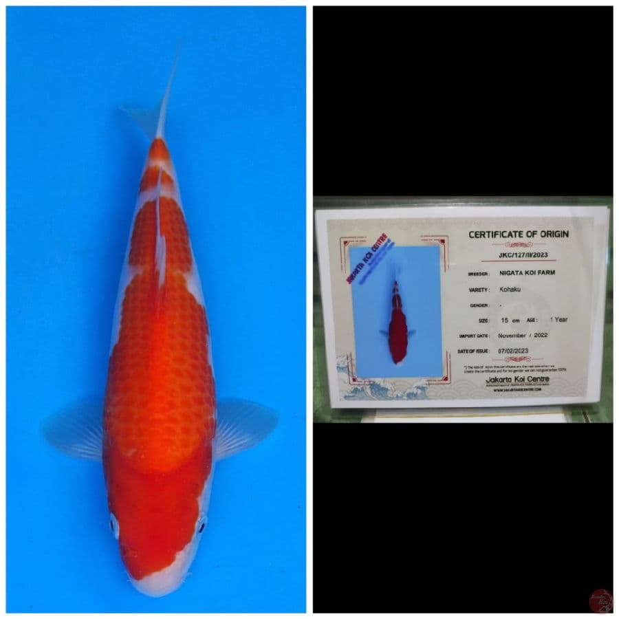 Nigata Kohaku