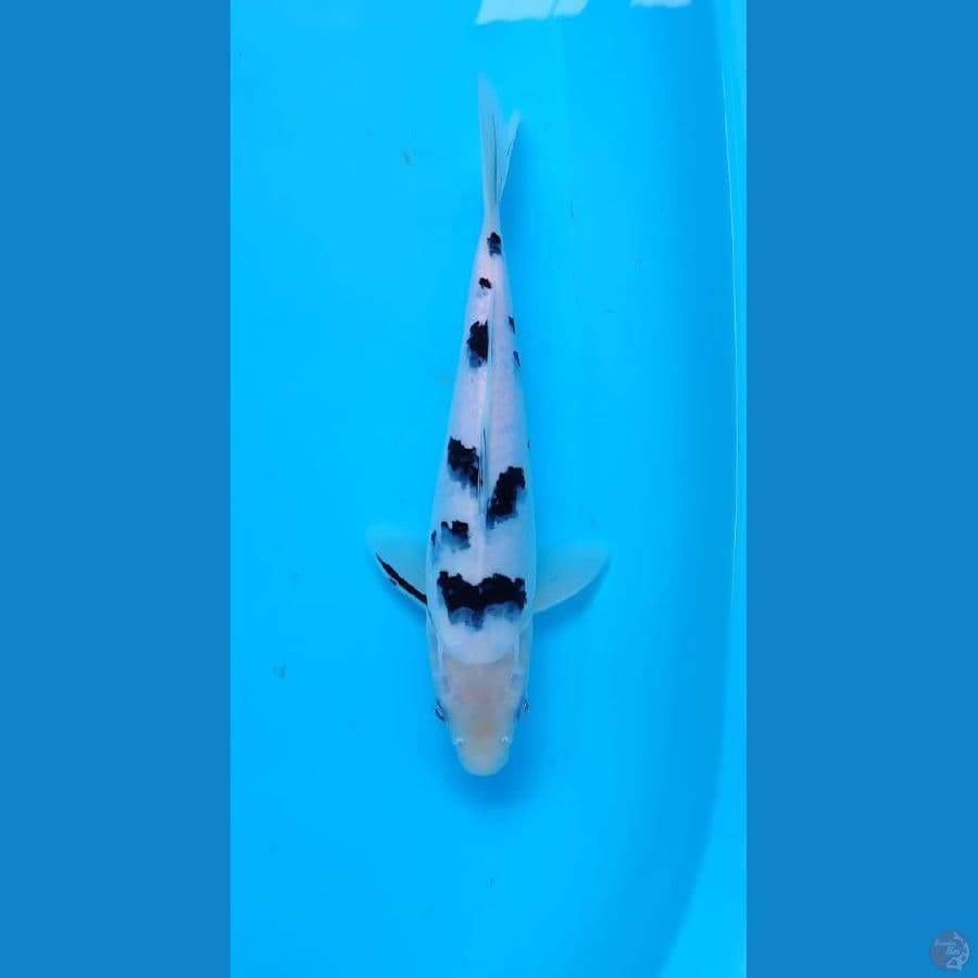 super white bekko 30 cm SQ