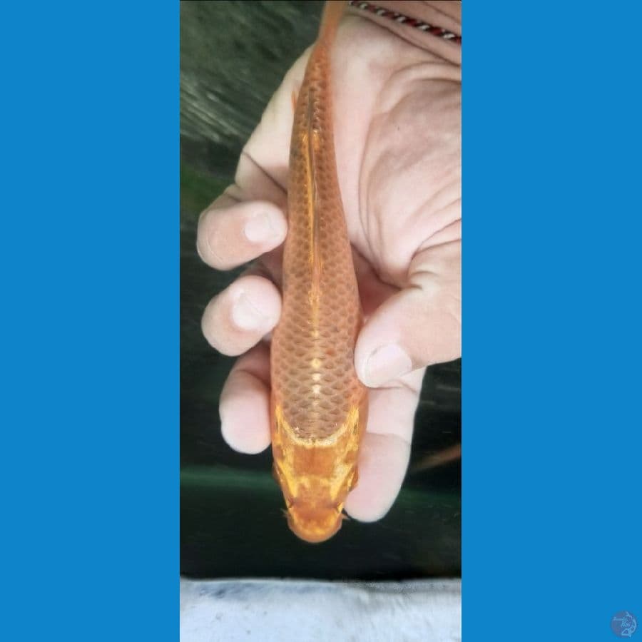 caramel 18 cm