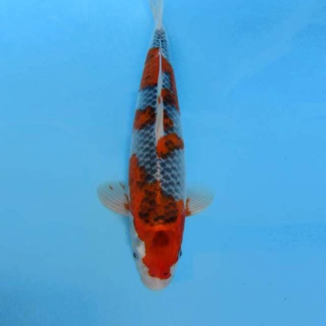 GINZA 6 ~ GOSHIKI BAKAT JUMBO,-