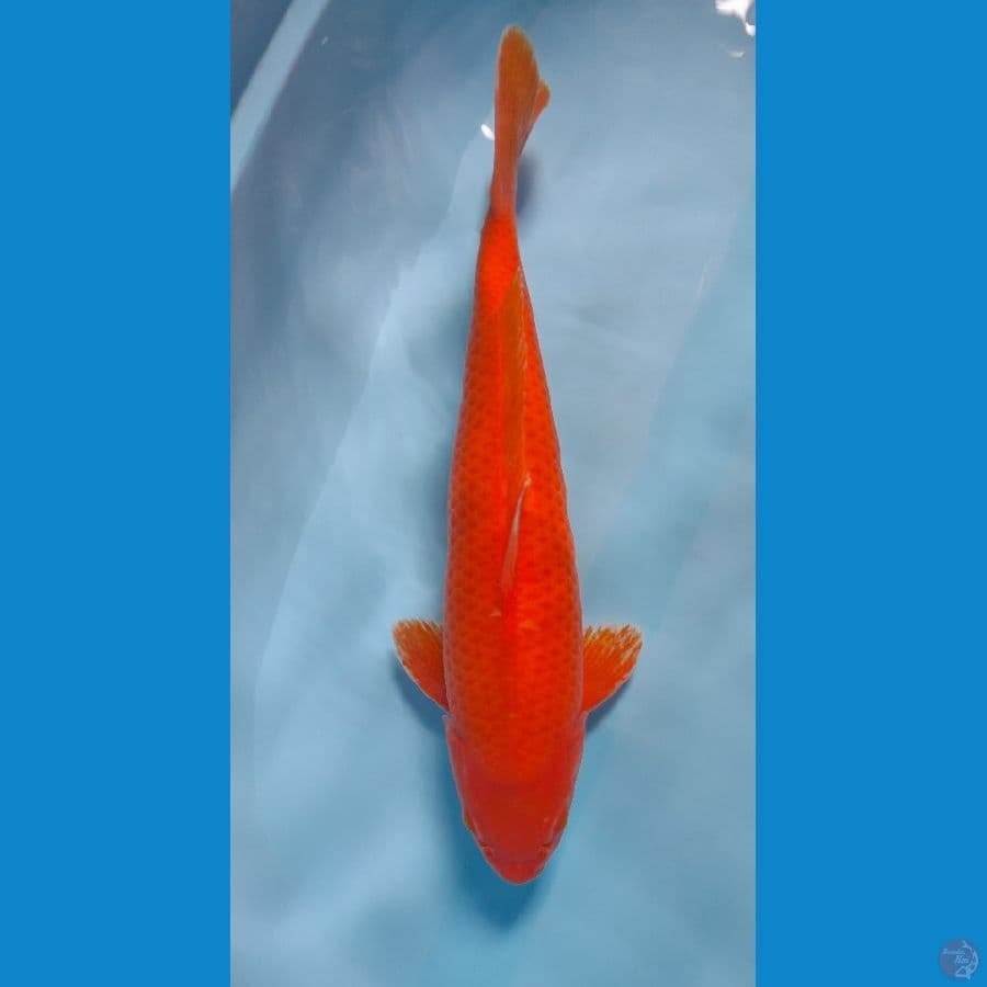 red karashi 47 cm