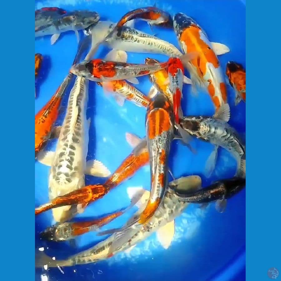 20Ekor Kikokuryu 15 - 30