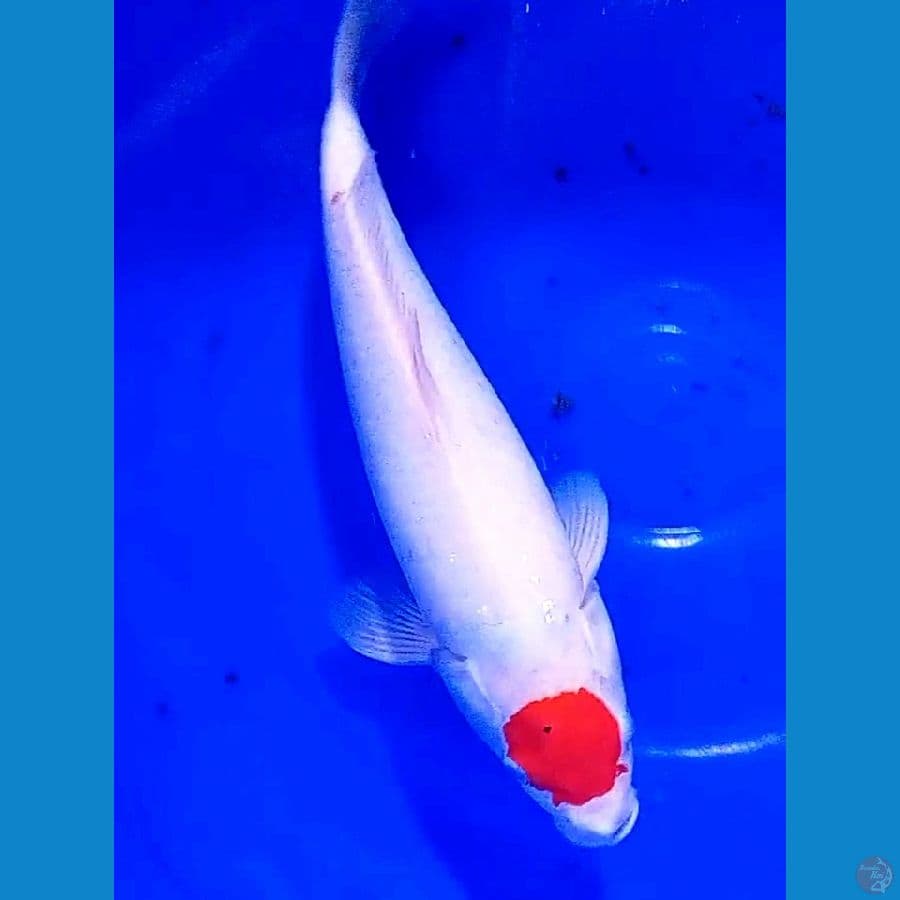tanco kohaku tik f 37 cm