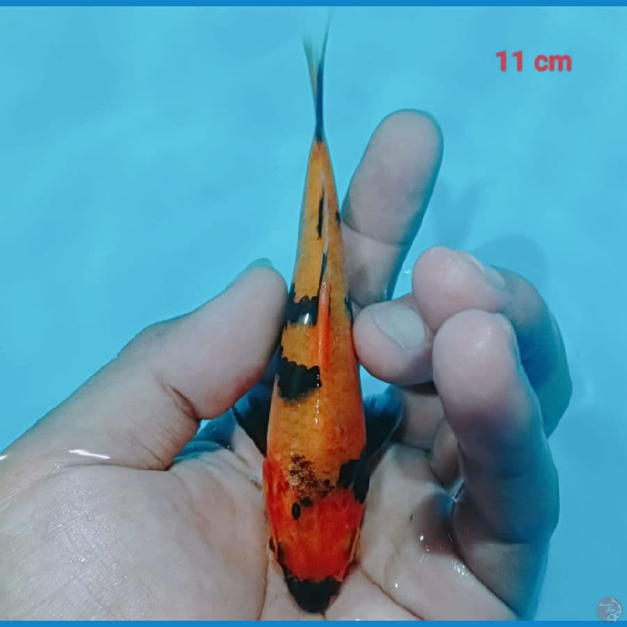 short body 12 cm