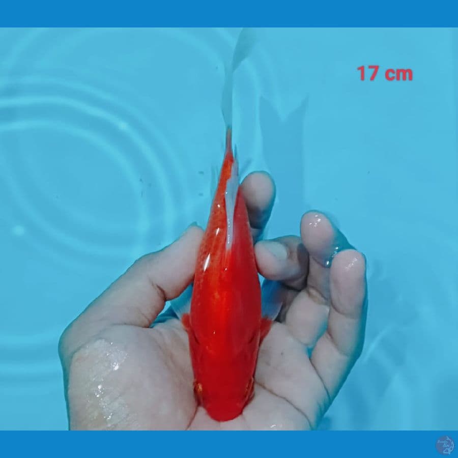 Tamasyaba 17 cm