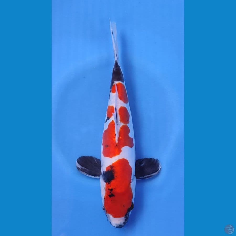 SHOWA DOITSU HQ BAHAN KEEP ~26cm/Feemale~