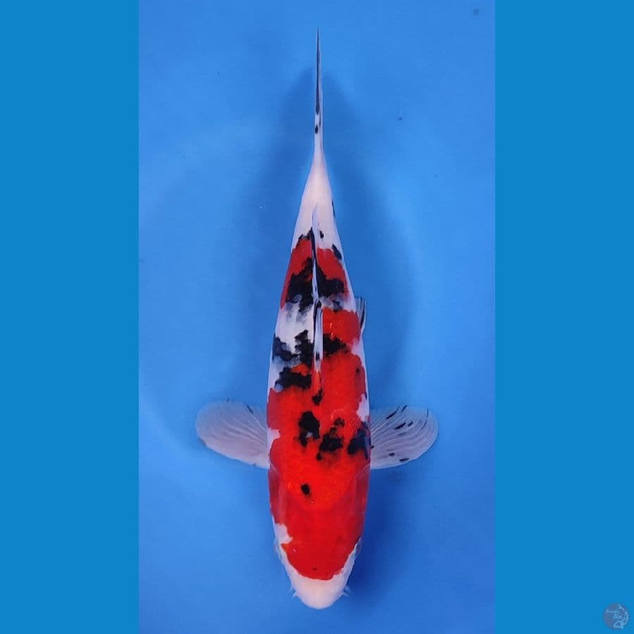 SANKE SB KUALITAS HQ ~28cm/Male~