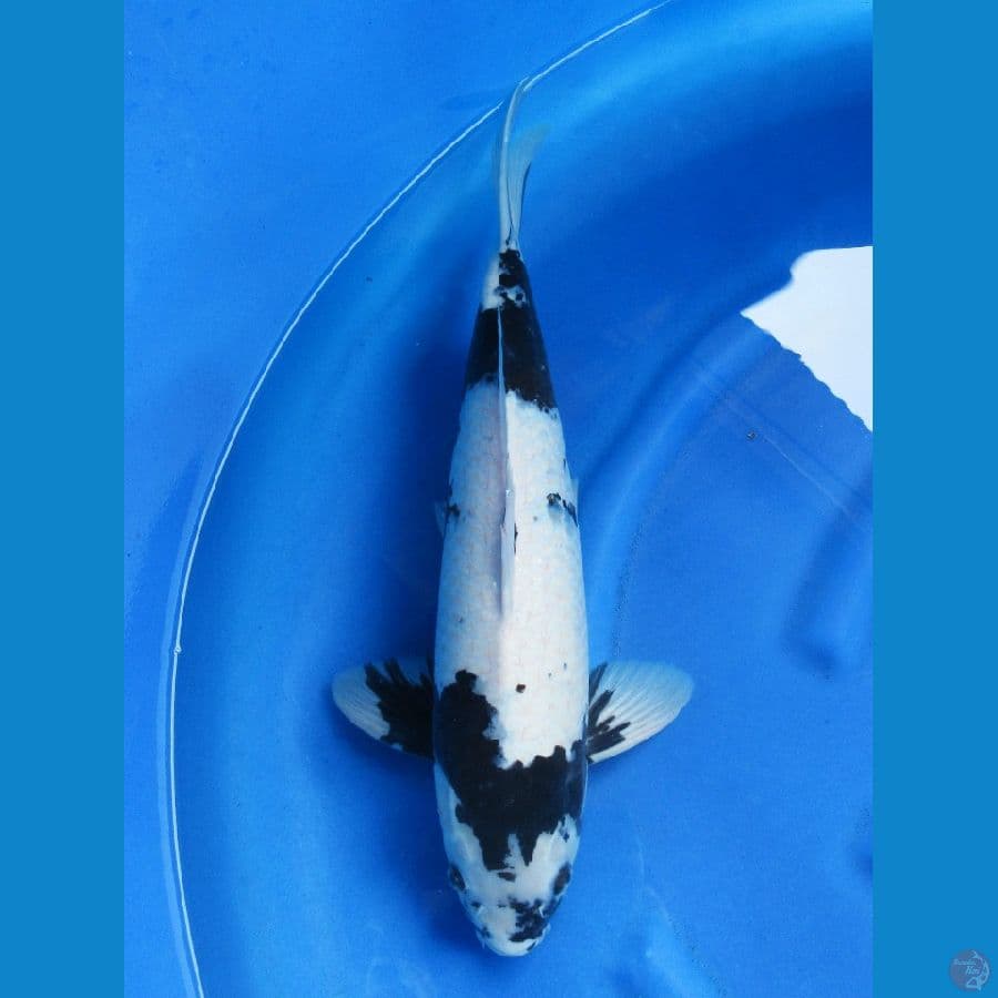 50cm , Jumbo !! F1 Shiro No bocor