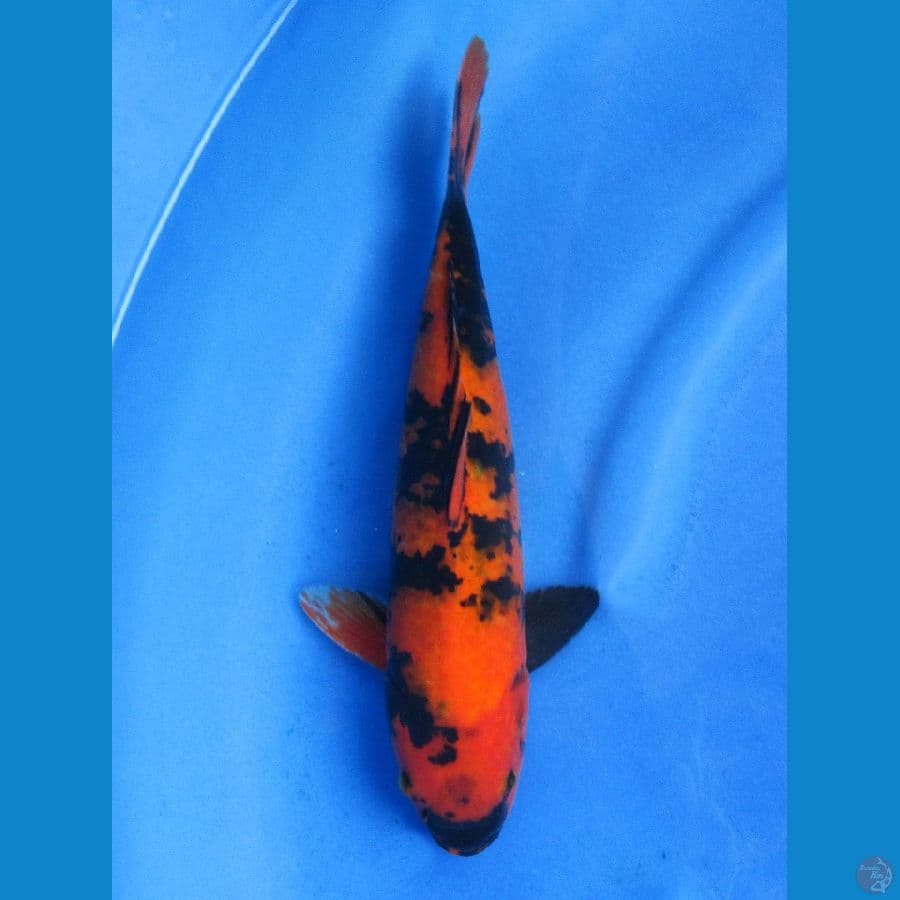 33cm , Hi Utsuri Tembus