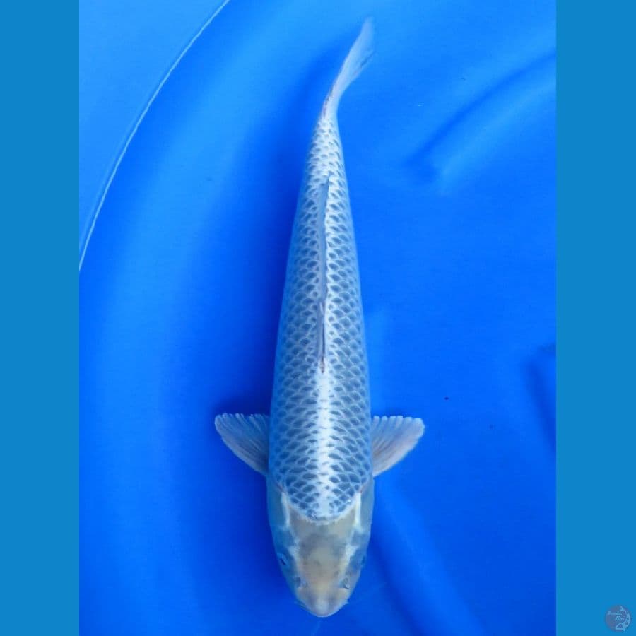 43cm , Koleksi - Jantan No Bocor