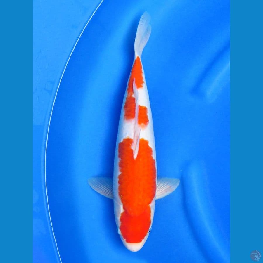 39cm , No Bocor - Kohaku Bulky