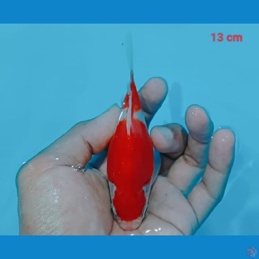 Tamasyaba 13 cm