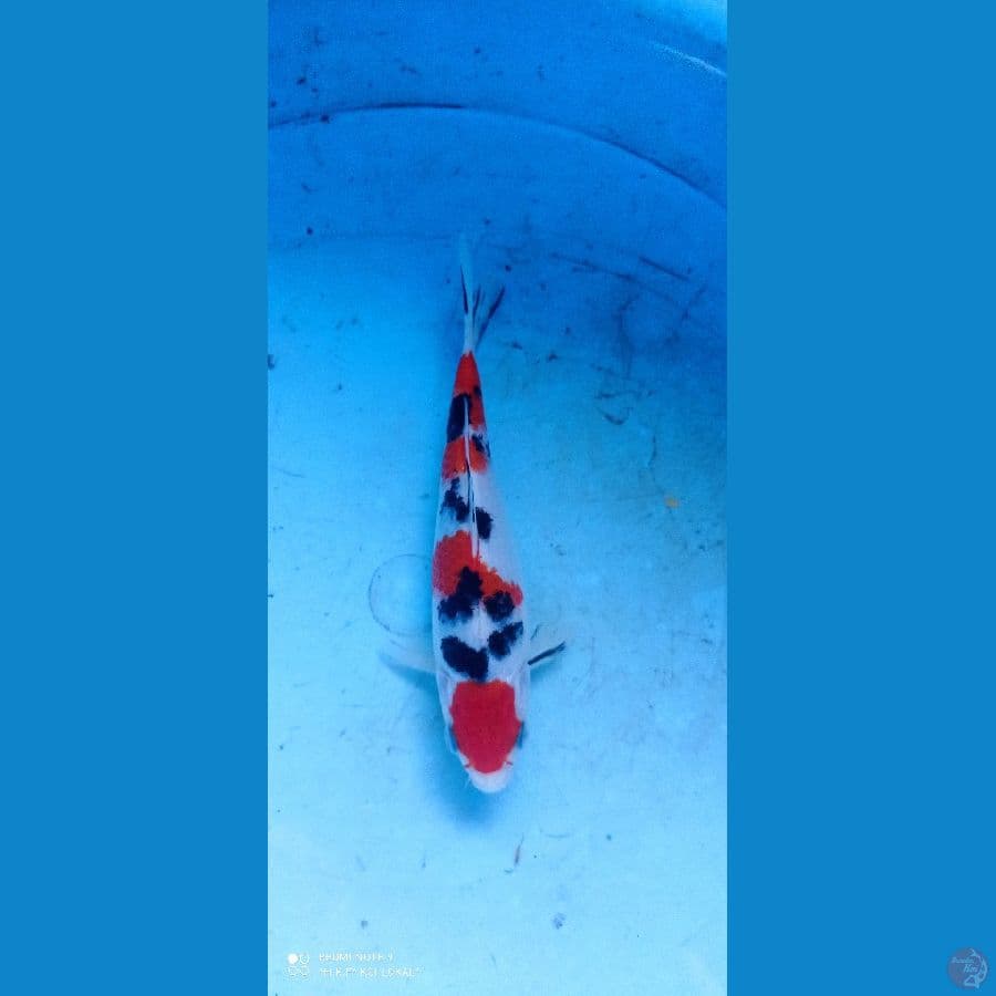 sanke SQ 15 cm ori