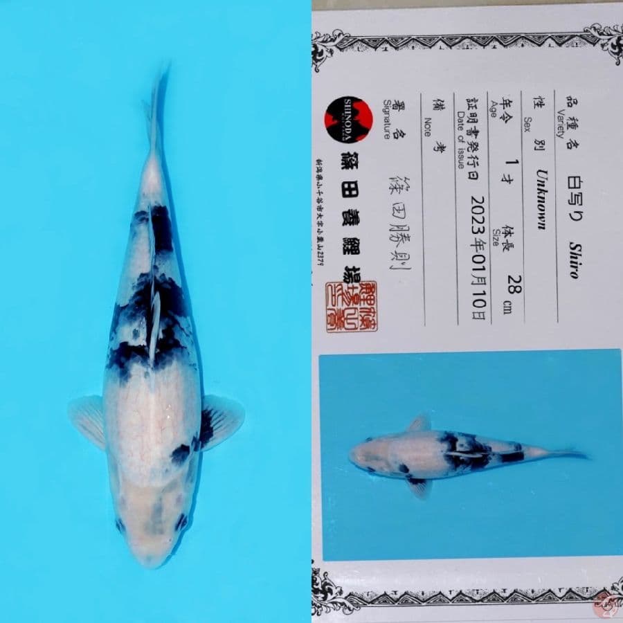 SHINODA SHIRO UTSURI HQ 36CM SUPER BODY (tategoi)