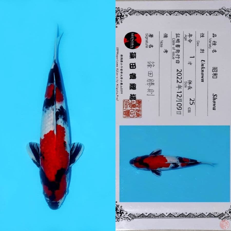 SHINODA NIDAN SHOWA SANSHOKU HQ 34CM