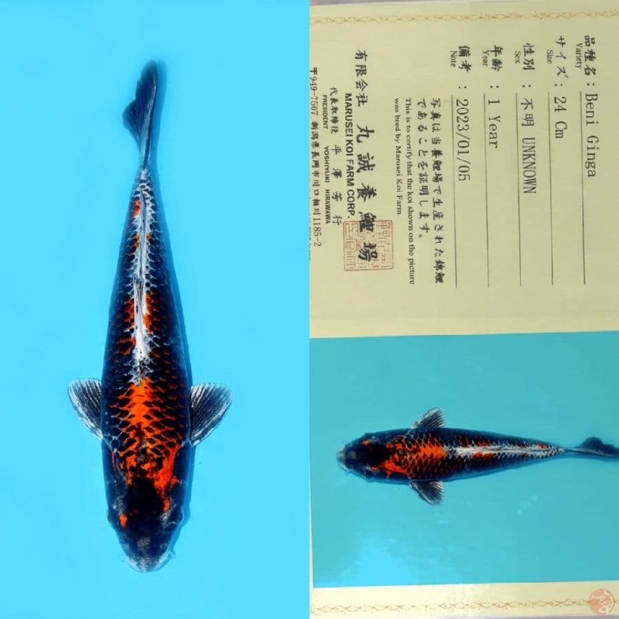 MARUSEI BENI GINGA HQ 32CM