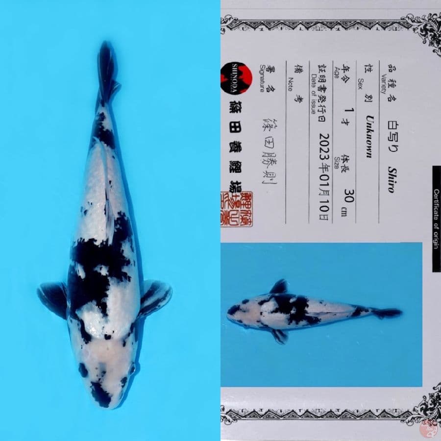 SHINODA SHIRO UTSURI HQ 38CM
