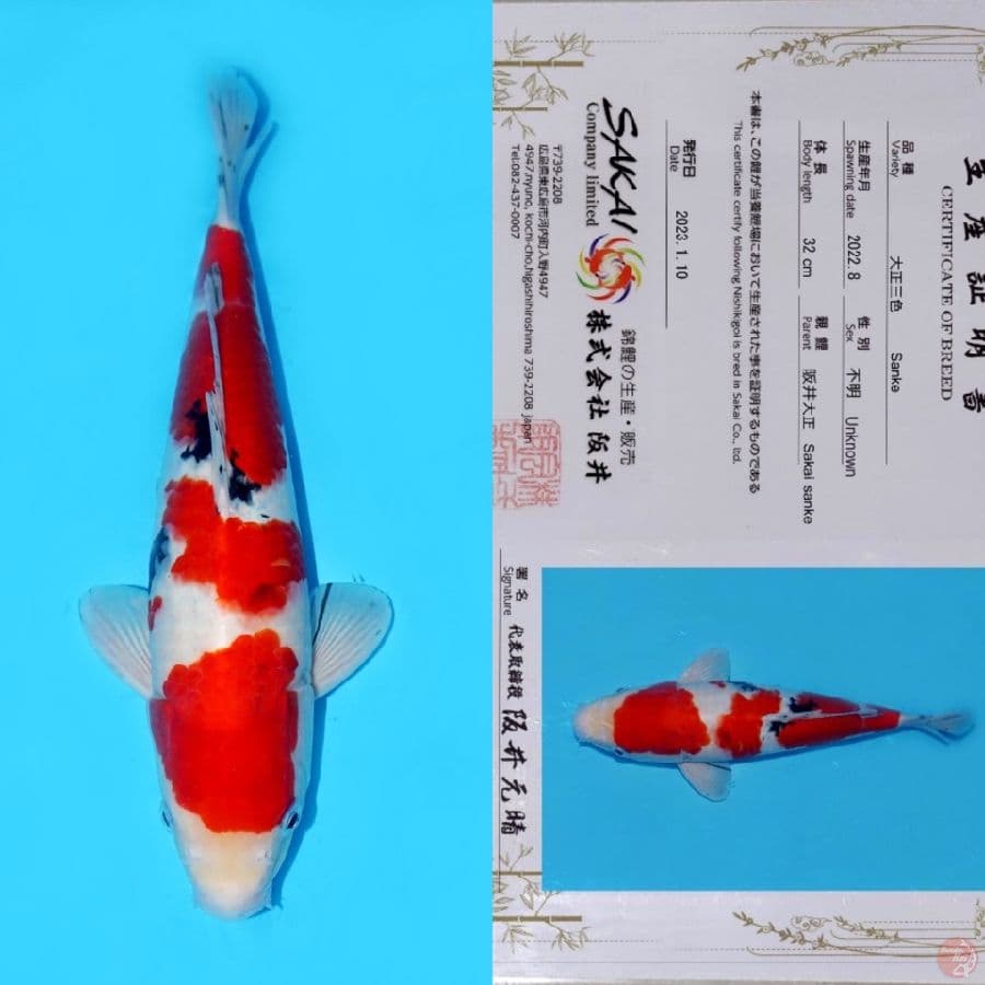 SAKAI SANKE HQ 40CM