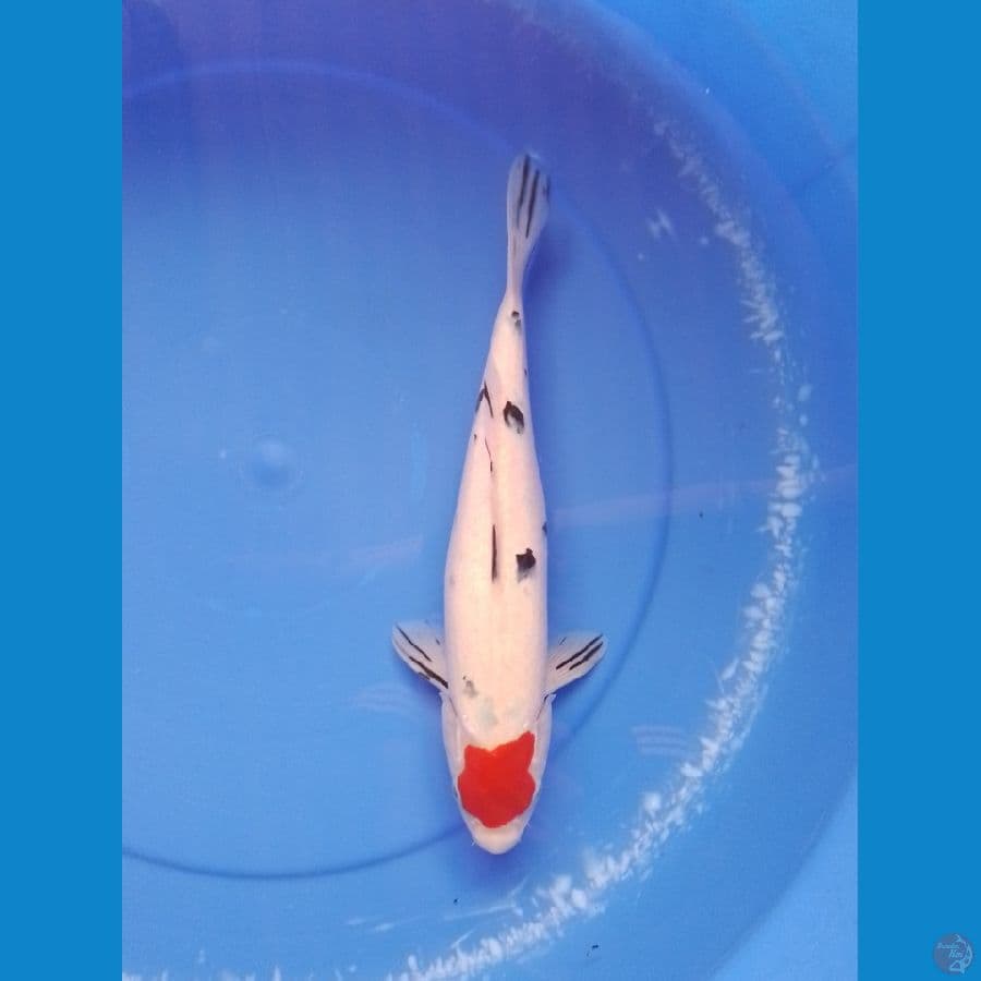 sanke 32cm/female