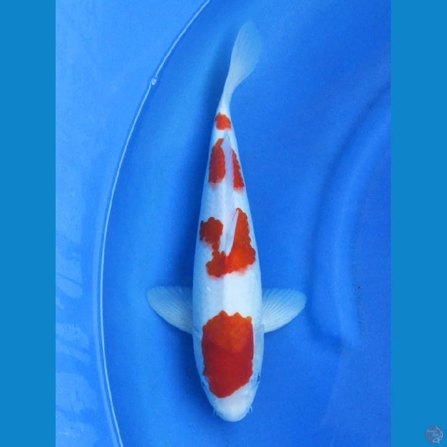 39cm - F1 Yondan Kohaku Ori