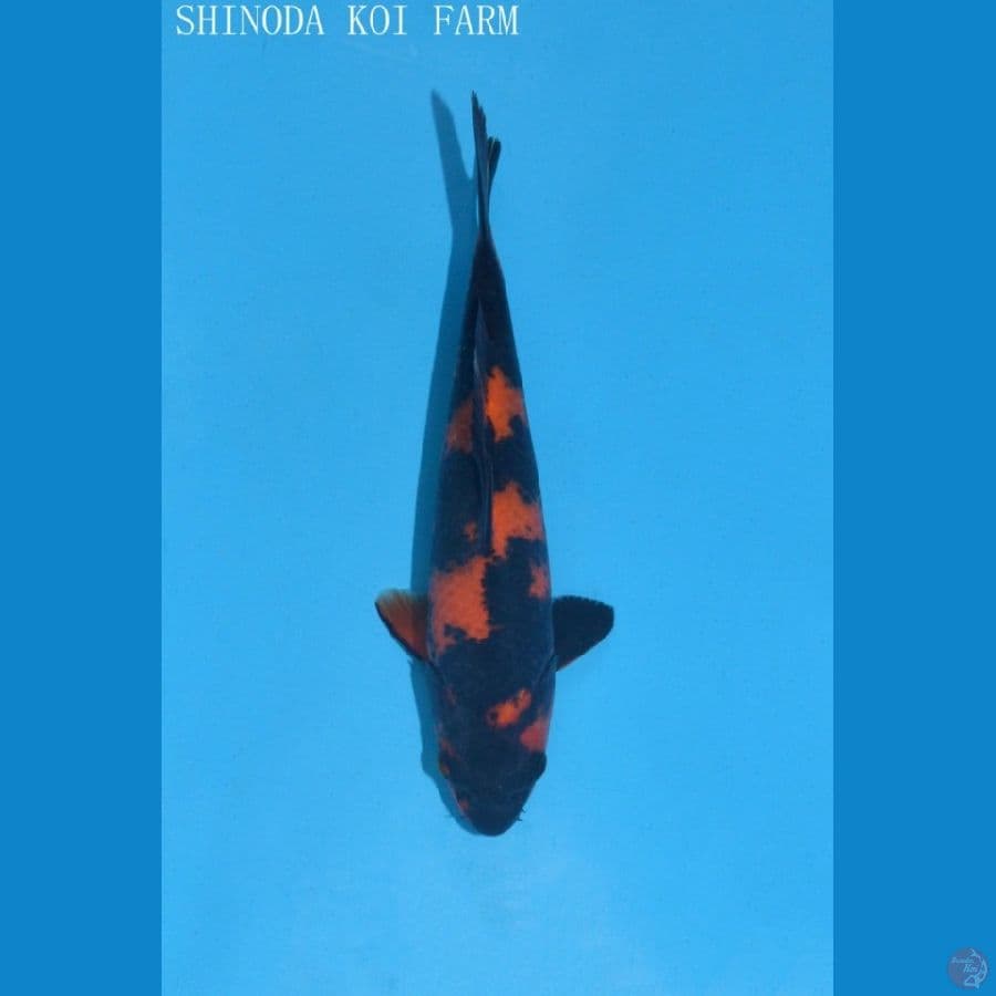 hiu Shinoda serti 50 BU