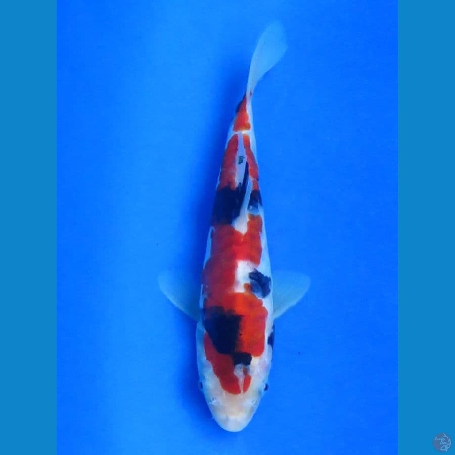 20cm - HQ Showa Doitsu