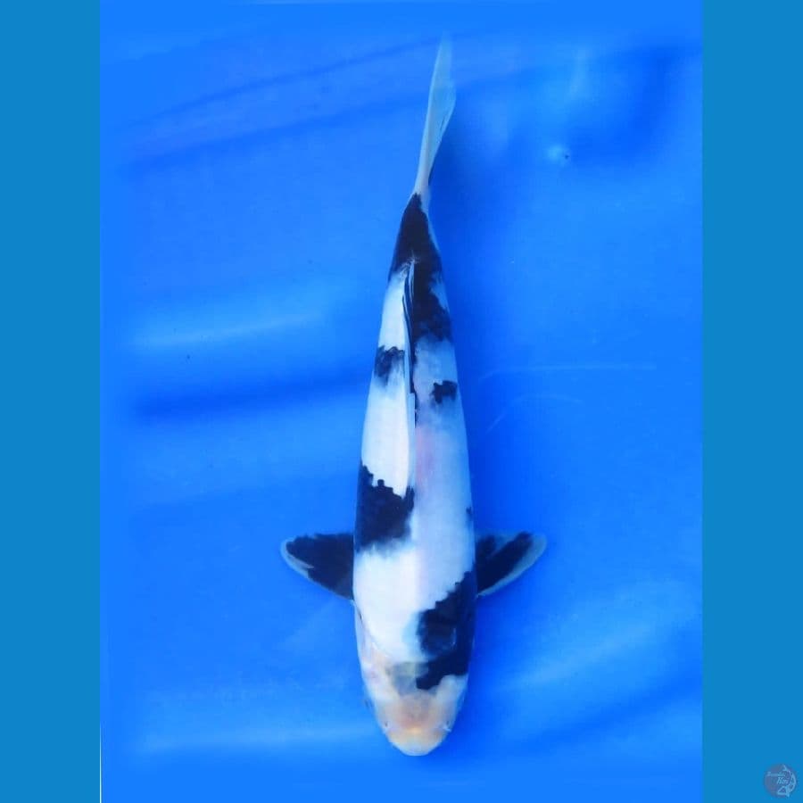28cm - Evo Shiro Halus