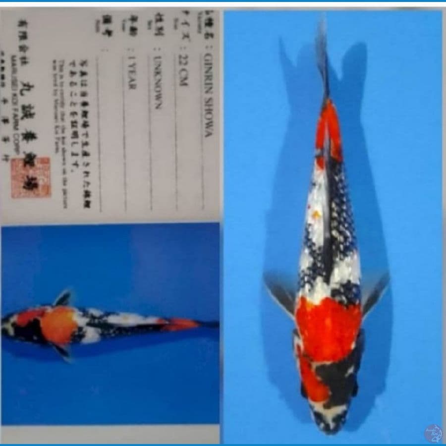 showa ginrin 30 cm